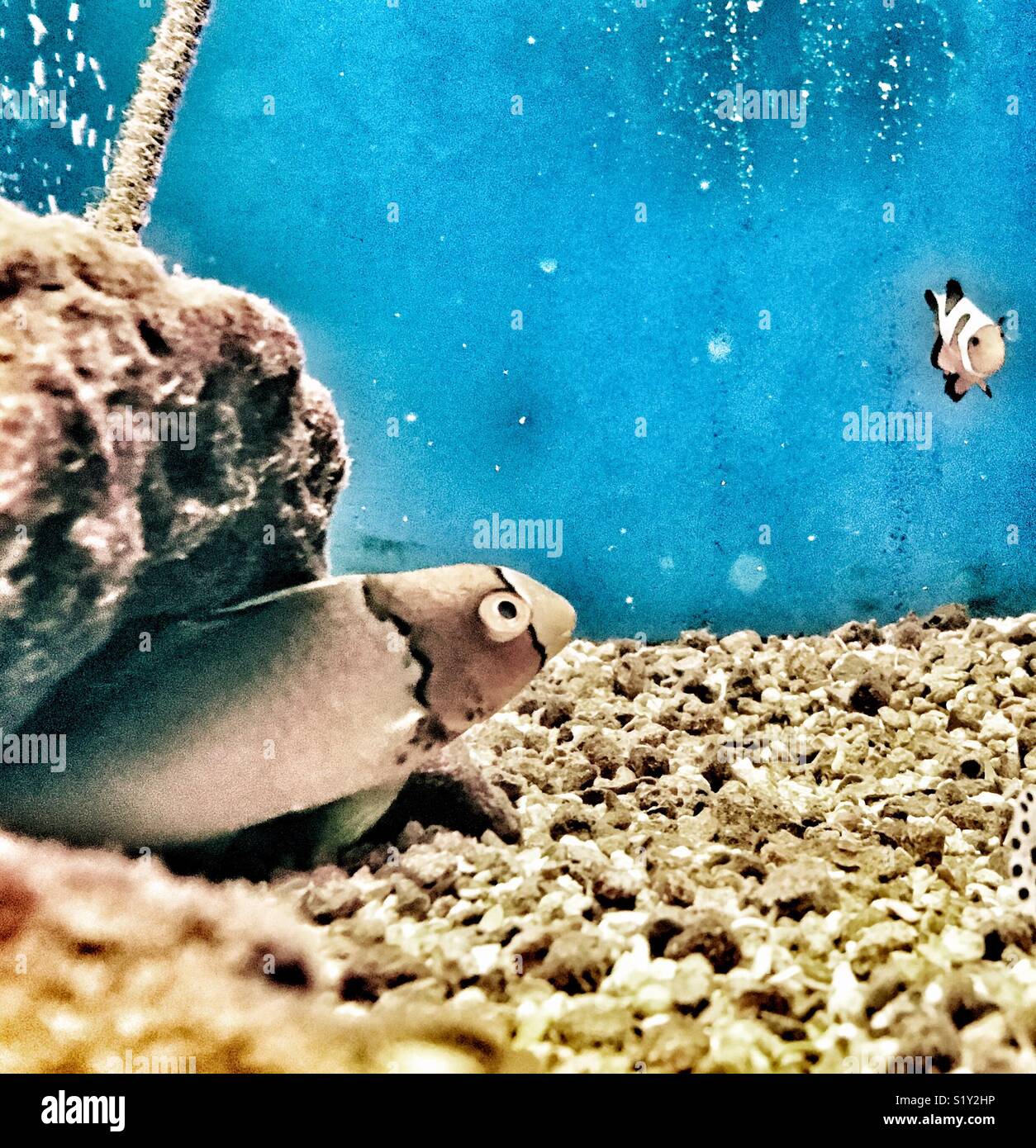 Juvenile bicolor parrotfish under rock watches small clown fish swim by Stock Photo