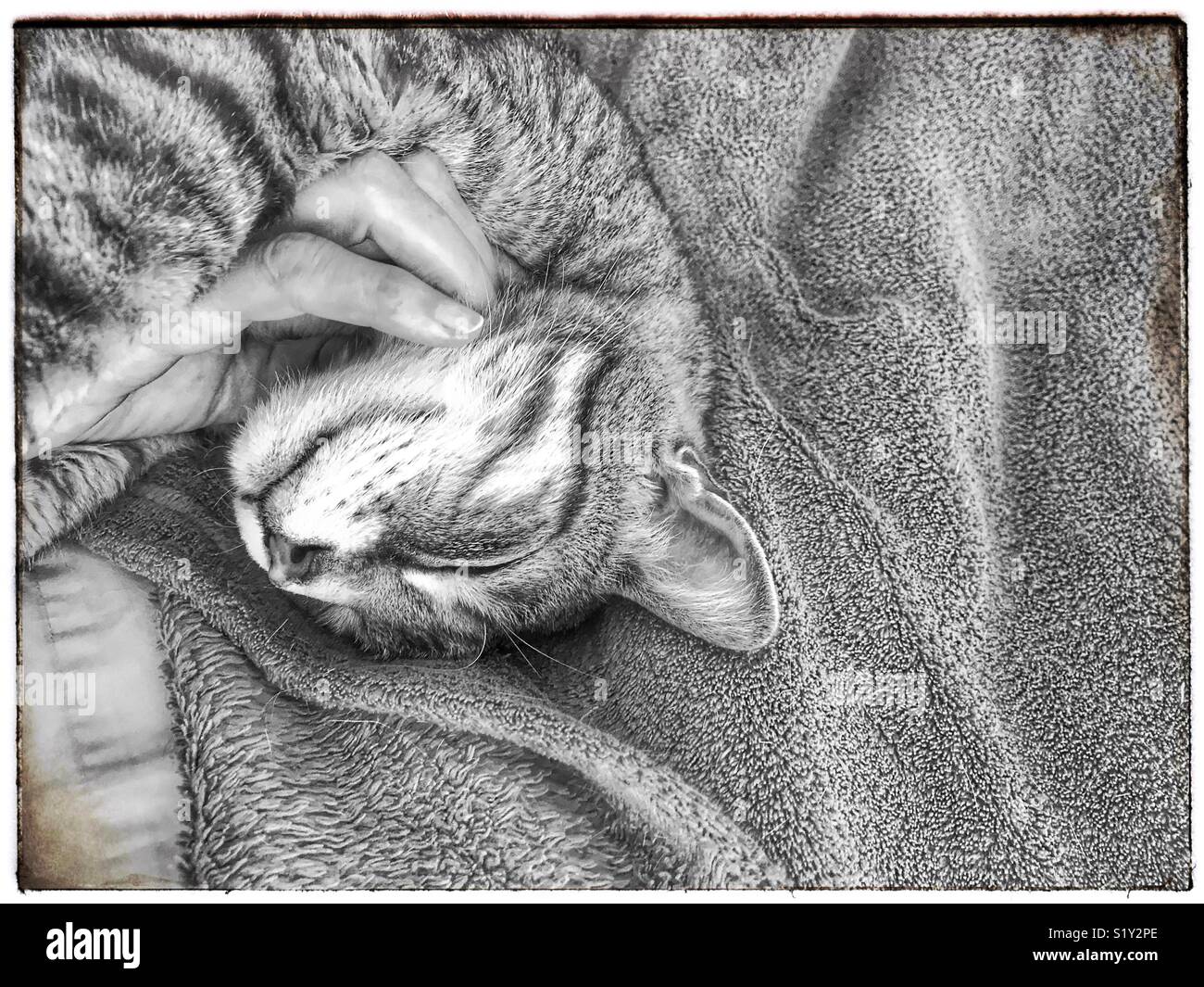 Stroking cat, black and white photo. - Smartphone Captured Stock Image