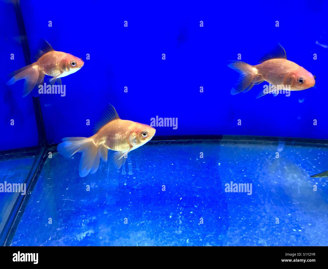 Goldfish in a blue tank Stock Photo