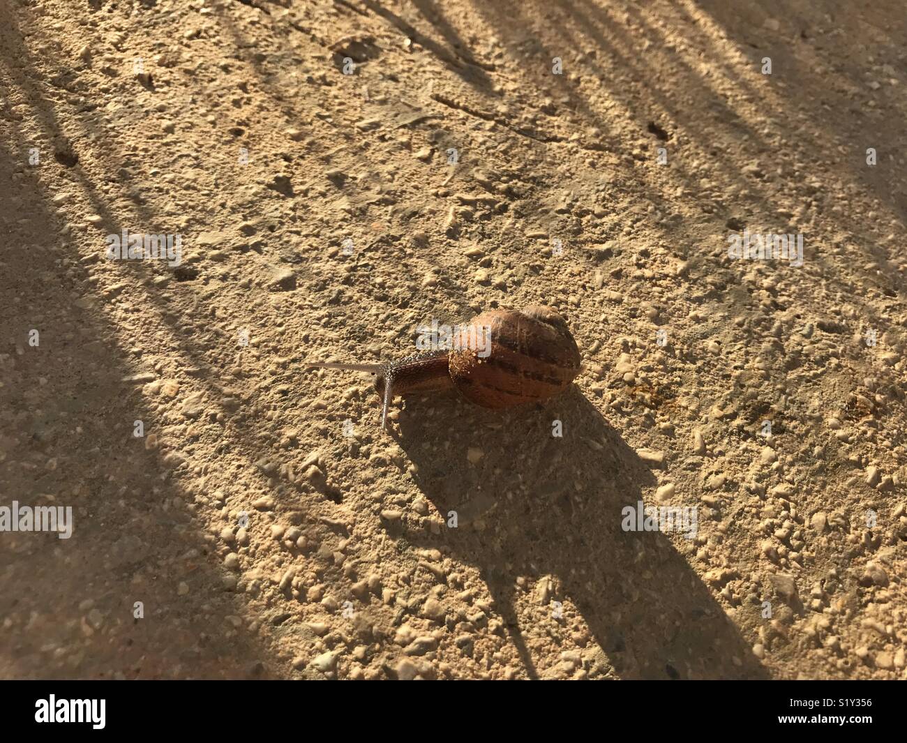 A snail enjoying the sun Stock Photo