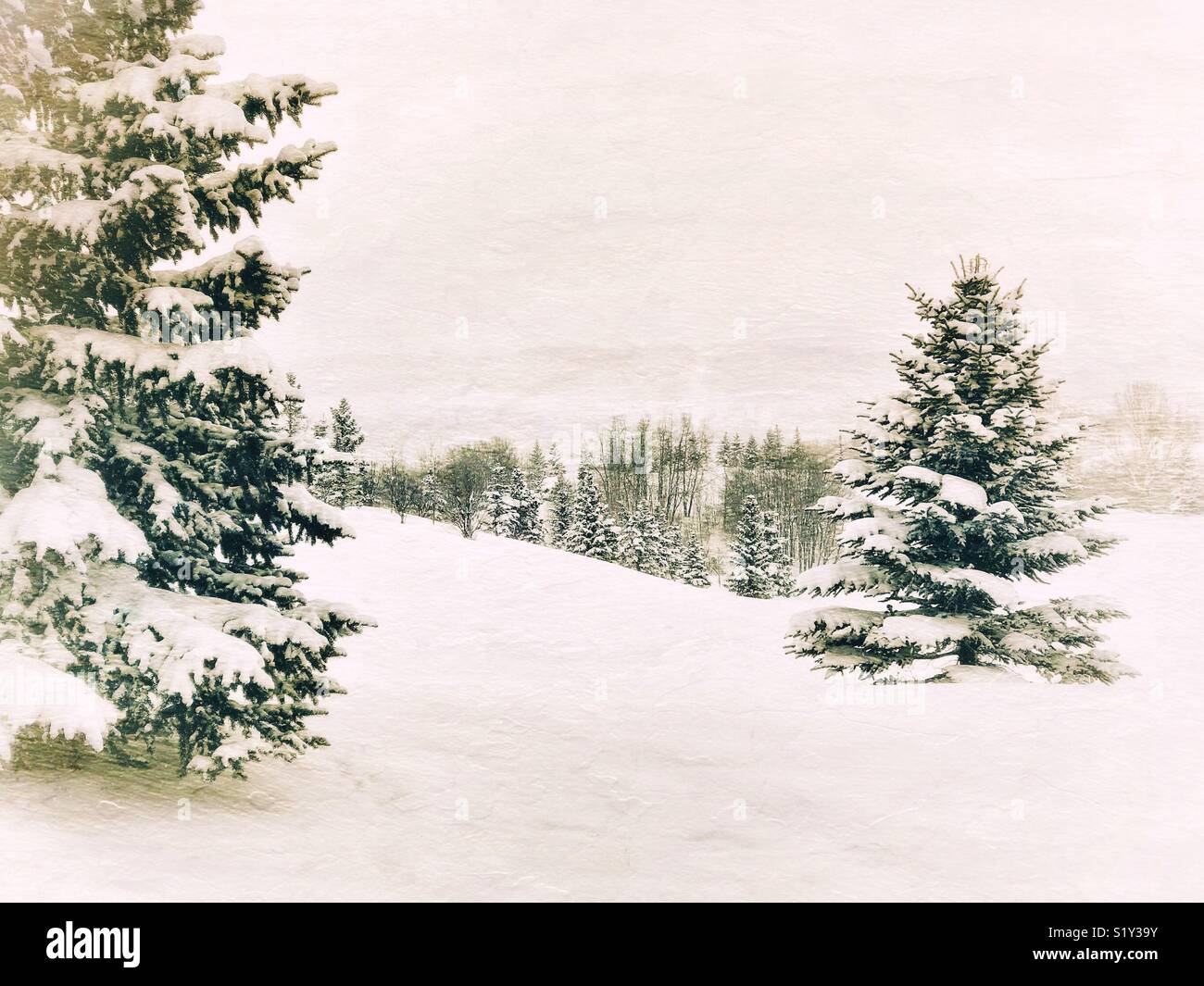 Snow-covered fir trees in a misty winter wonderland scene. Calgary, Alberta, Canada. - Smartphone Captured Stock Image