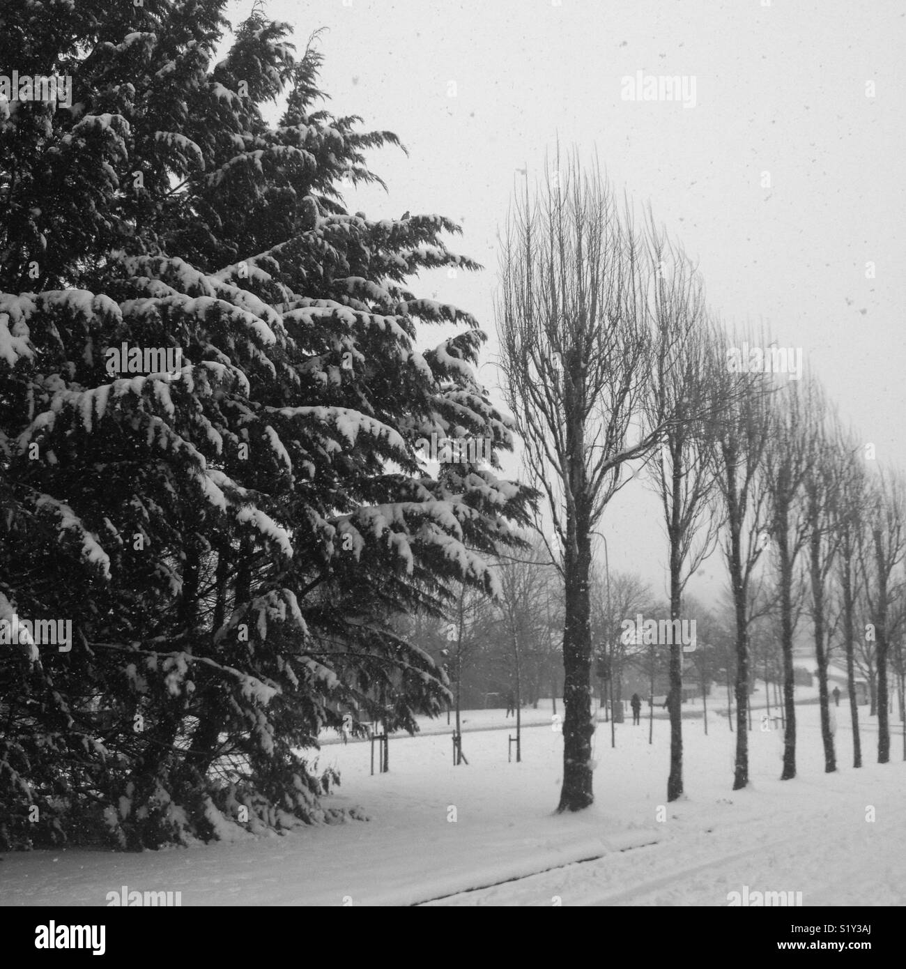 Trees, with, snow, on, roads, Cork, Ireland, weather, storms Stock