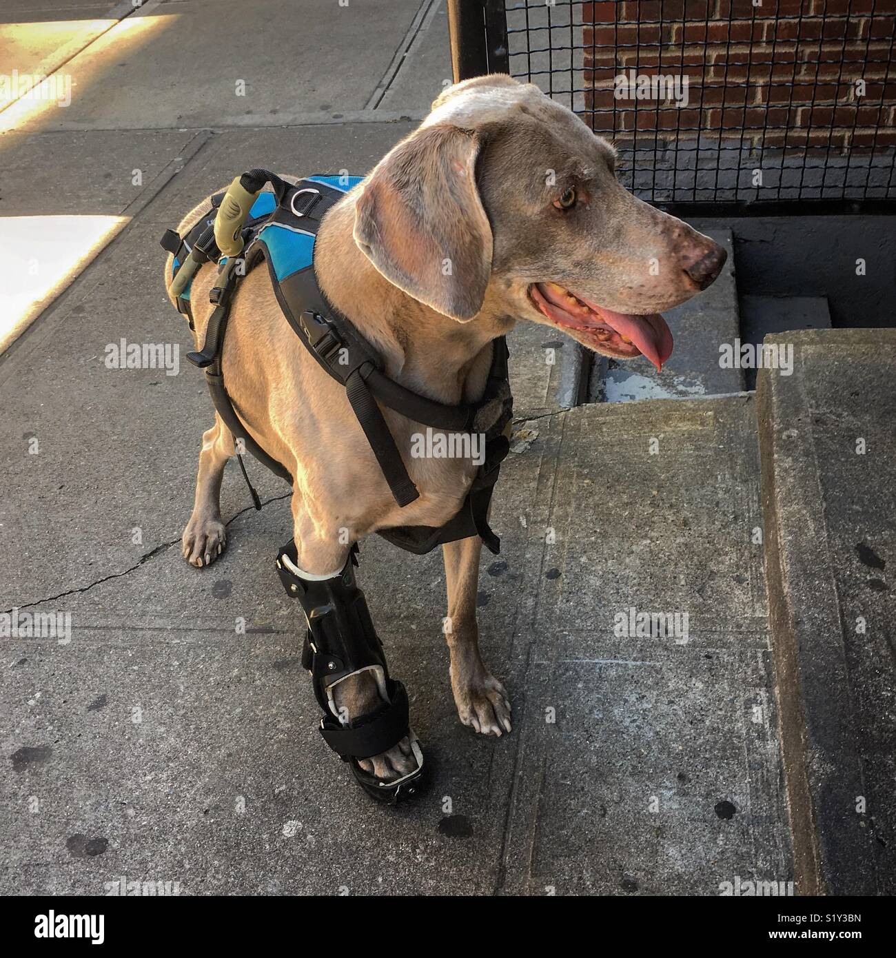 What Is A Dog Leg In A Road