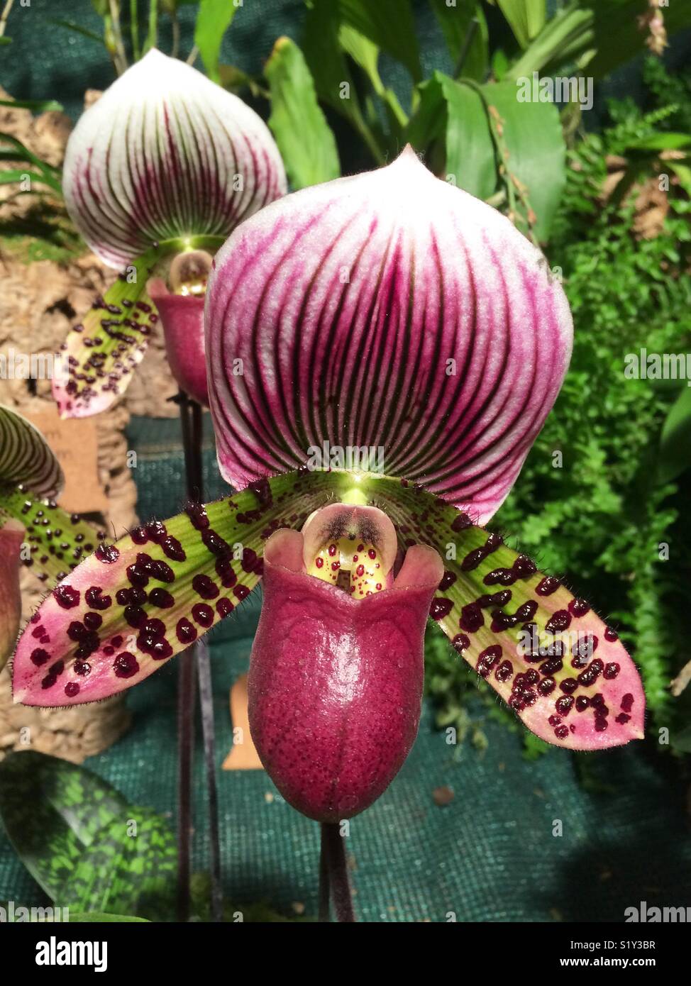 Orchidea Paphiopedilum Stock Photo