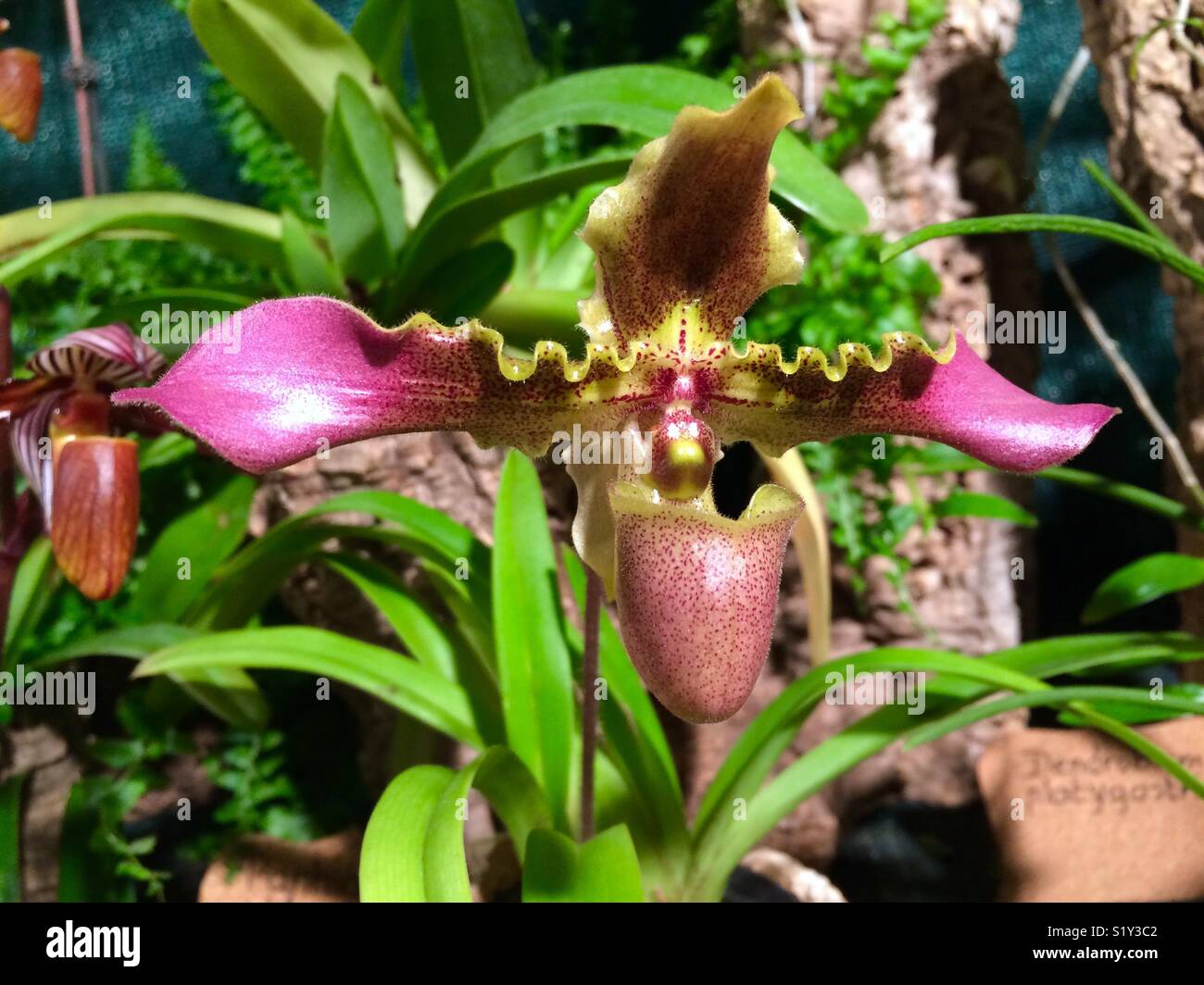 Orchid Paphiopedilum Stock Photo
