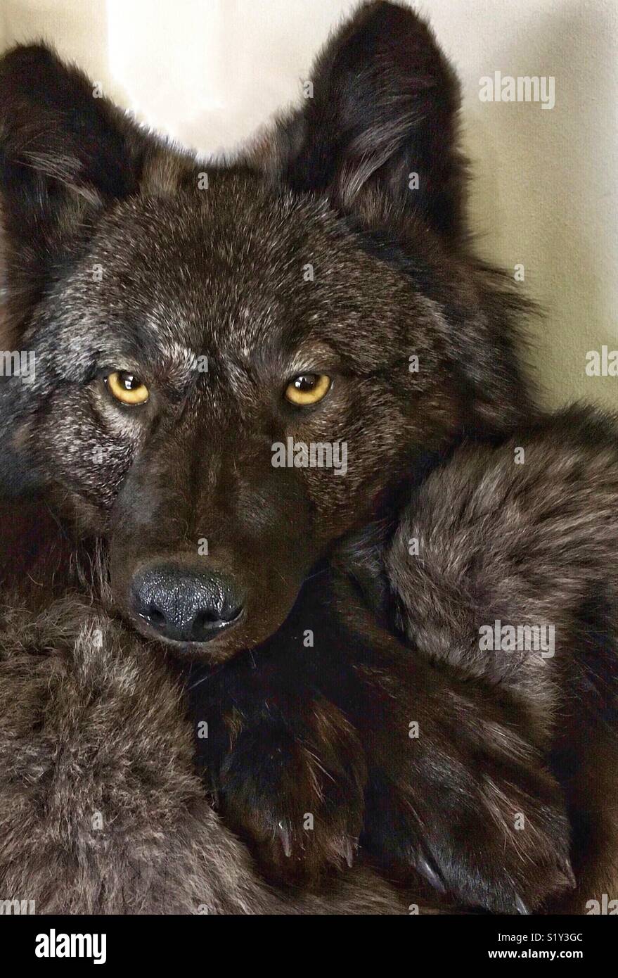 Black wolf taxidermy resting head on paws - Smartphone Captured Stock Image