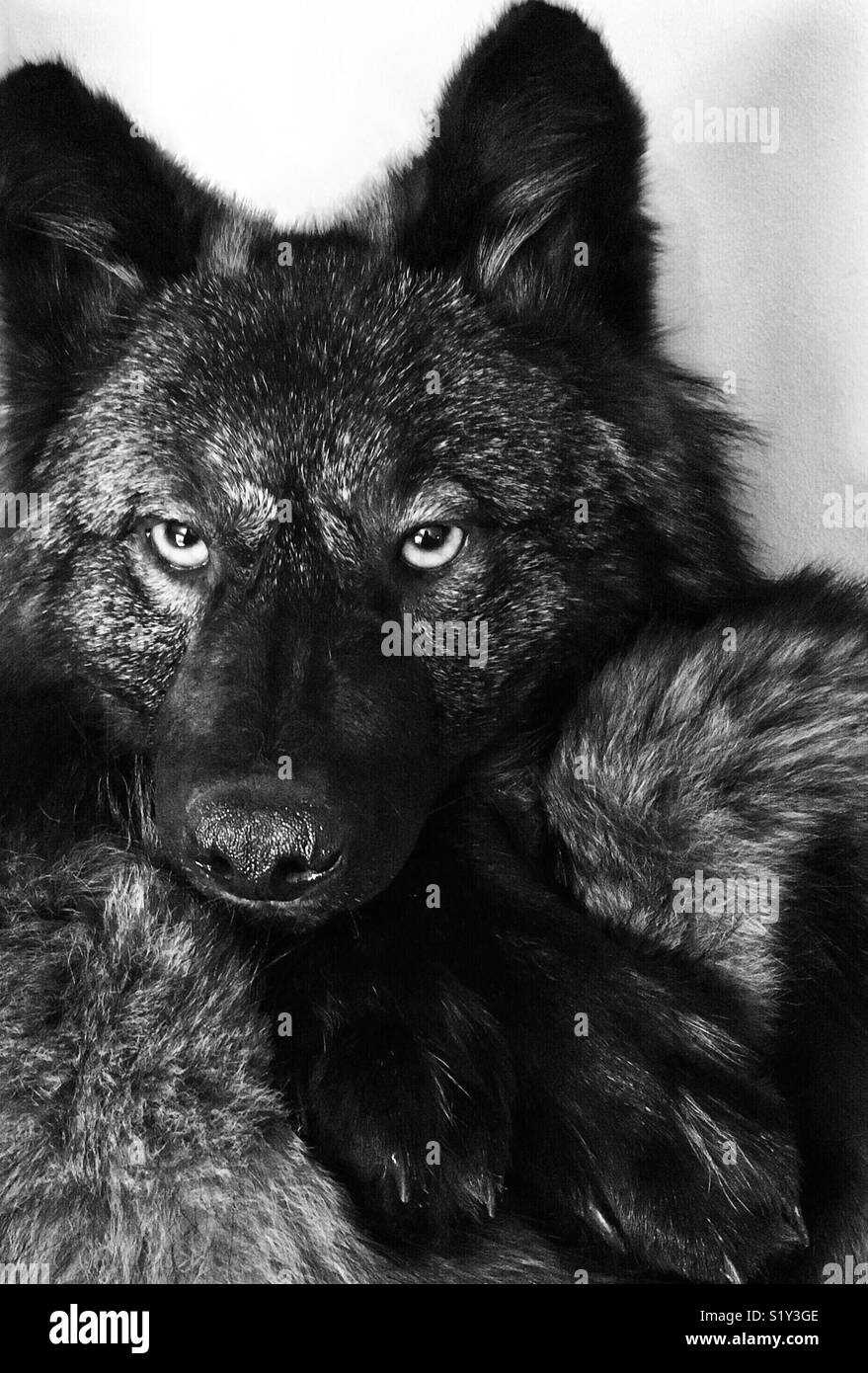 Black wolf taxidermy resting head on paws - Smartphone Captured Stock Image