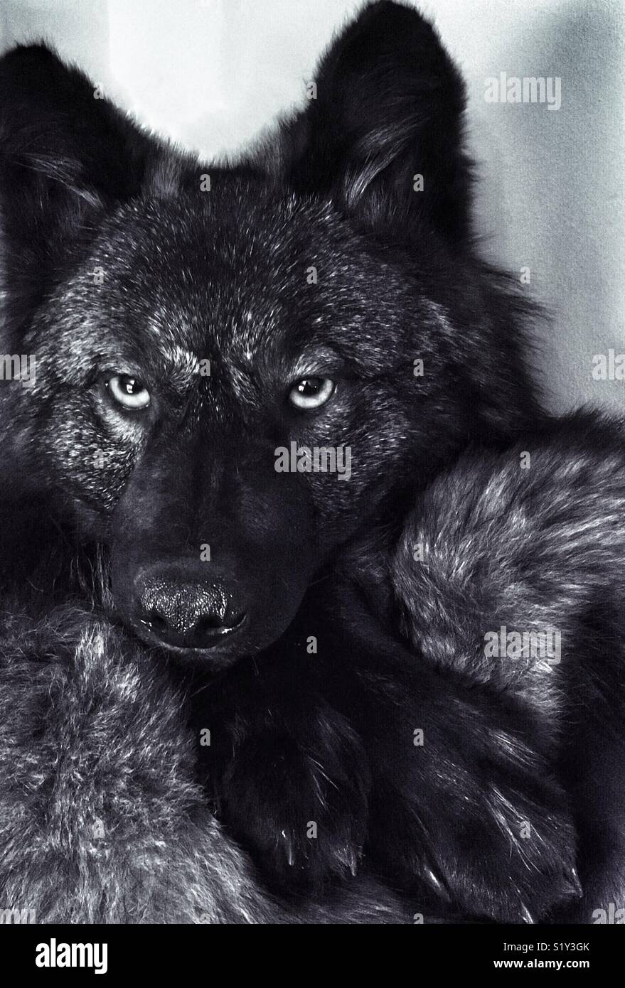 Black wolf taxidermy with yellow eyes resting head on paws - Smartphone Captured Stock Image