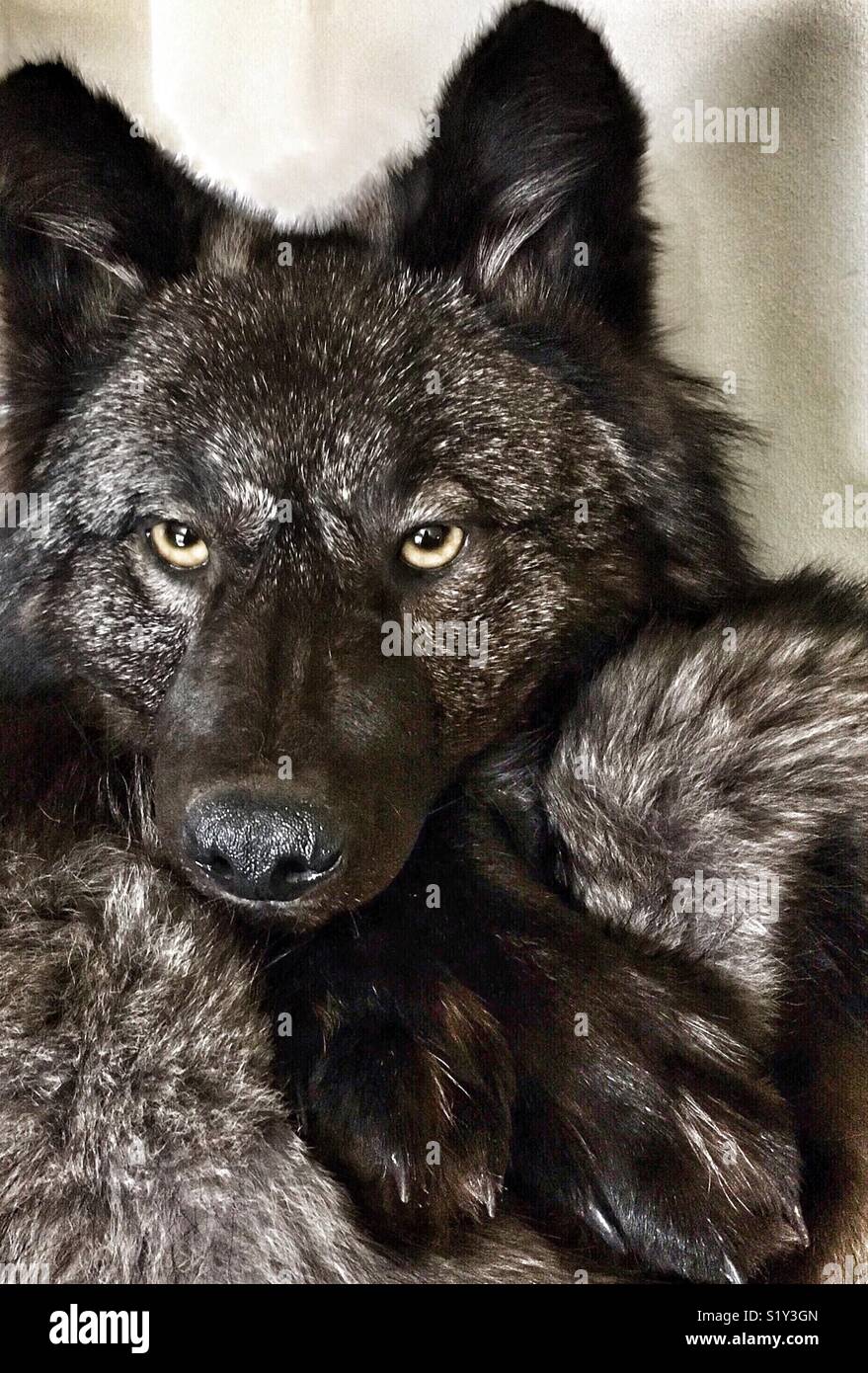 Wolf yellow eyes hi-res stock photography and images - Alamy
