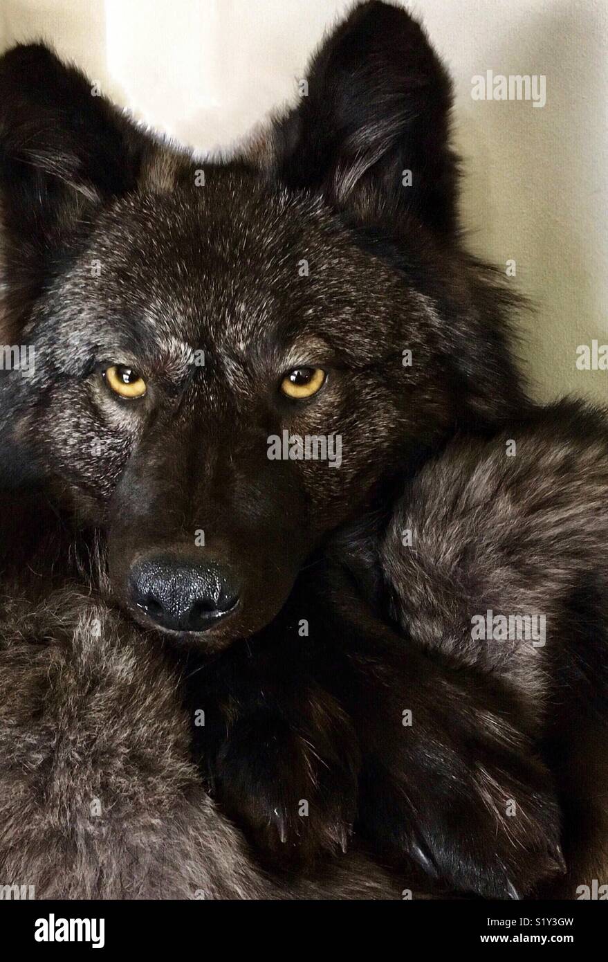 Black wolf taxidermy with yellow eyes resting head on paws Stock Photo