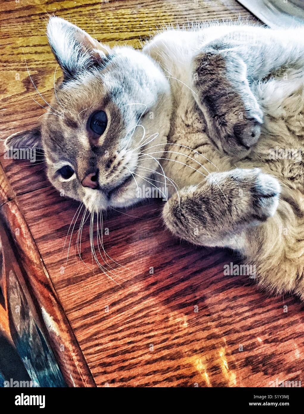 Lynx point Siamese cat lying on back on wooden surface looking adorable showing his tummy - Smartphone Captured Stock Image