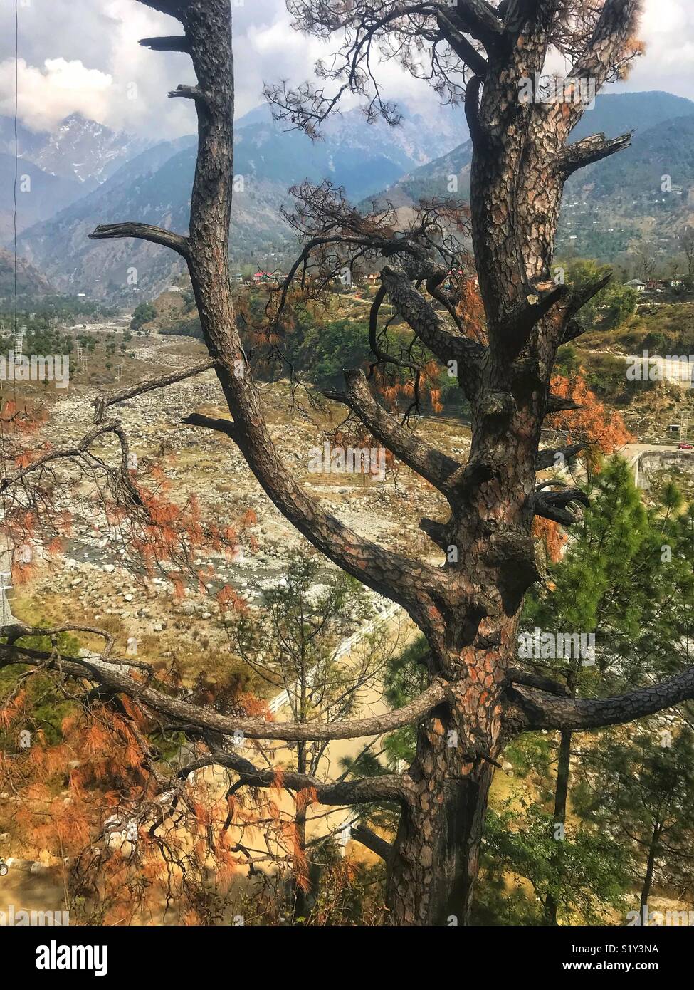 Tree in the mountain Stock Photo
