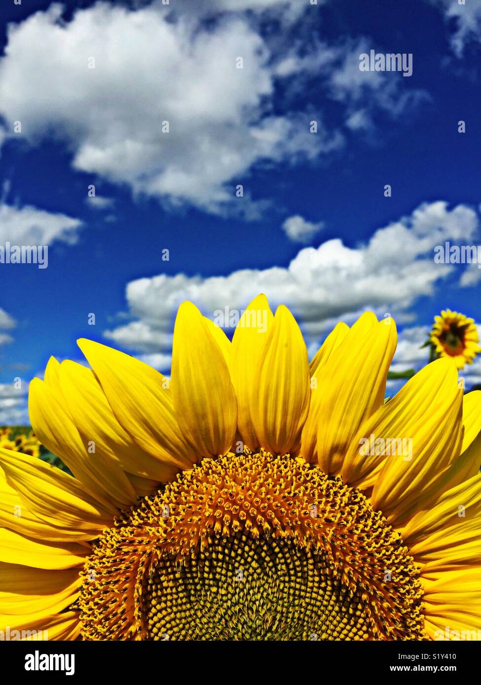 Sunflower closeup in HDR - Smartphone Captured Stock Image