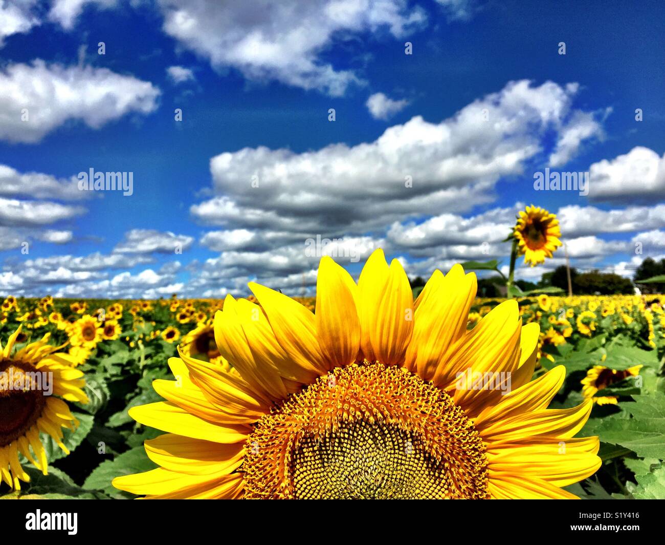 Sunflower field on HDR - Smartphone Captured Stock Image