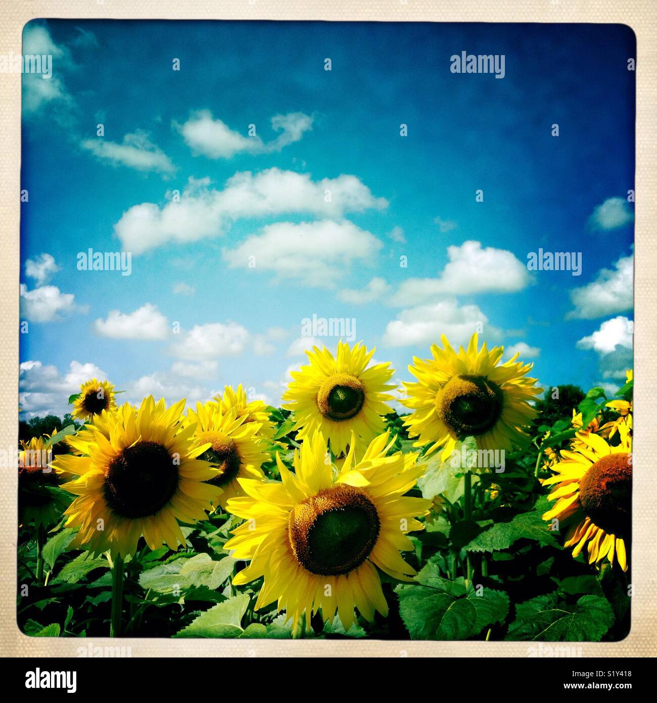 Sunflower field in bloom Stock Photo - Alamy