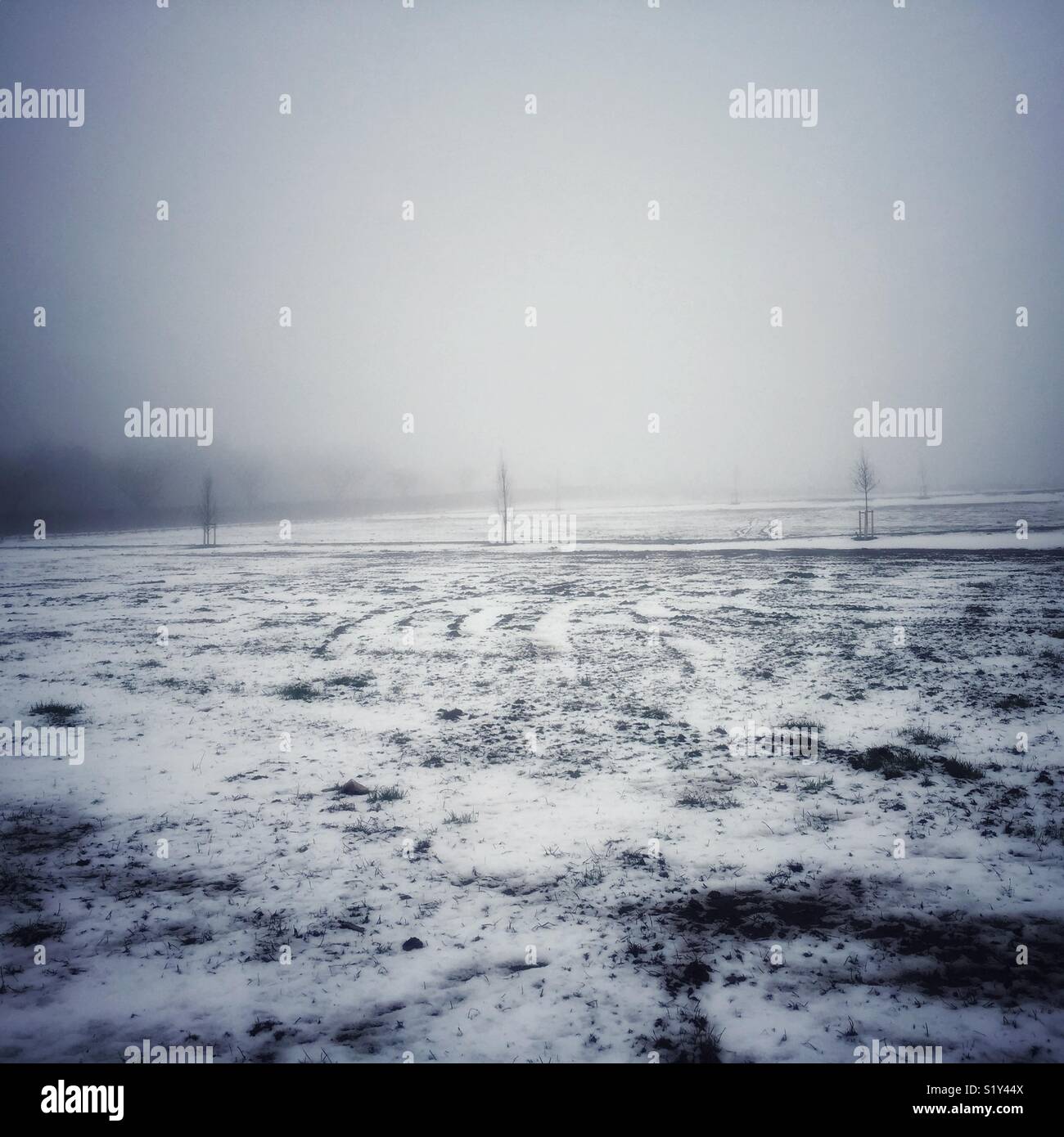 Young trees growing in a snowy field on a foggy day. - Smartphone Captured Stock Image