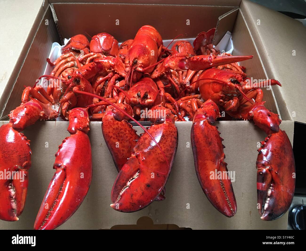 Delicious red cooked lobster ready for the dinner table. Stock Photo