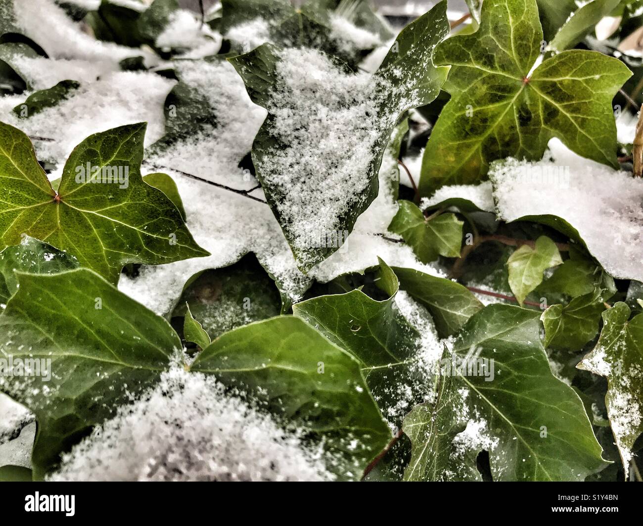 Snow on ivy during a blizzard, March 2018, Storm Emma in Sherborne, Dorset, England - Smartphone Captured Stock Image
