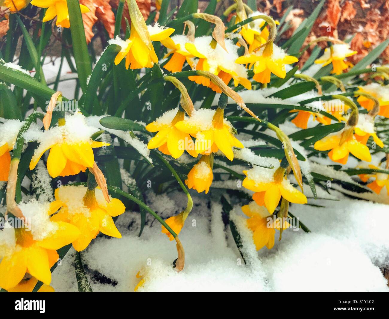 Daffodils in snow during a blizzard, March 2018, Storm Emma in Sherborne, Dorset, England - Smartphone Captured Stock Image