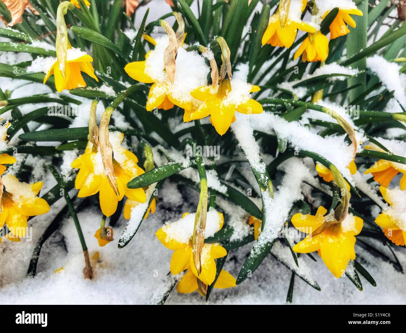 Daffodils in snow during a blizzard, March 2018, Storm Emma in Sherborne, Dorset, England - Smartphone Captured Stock Image
