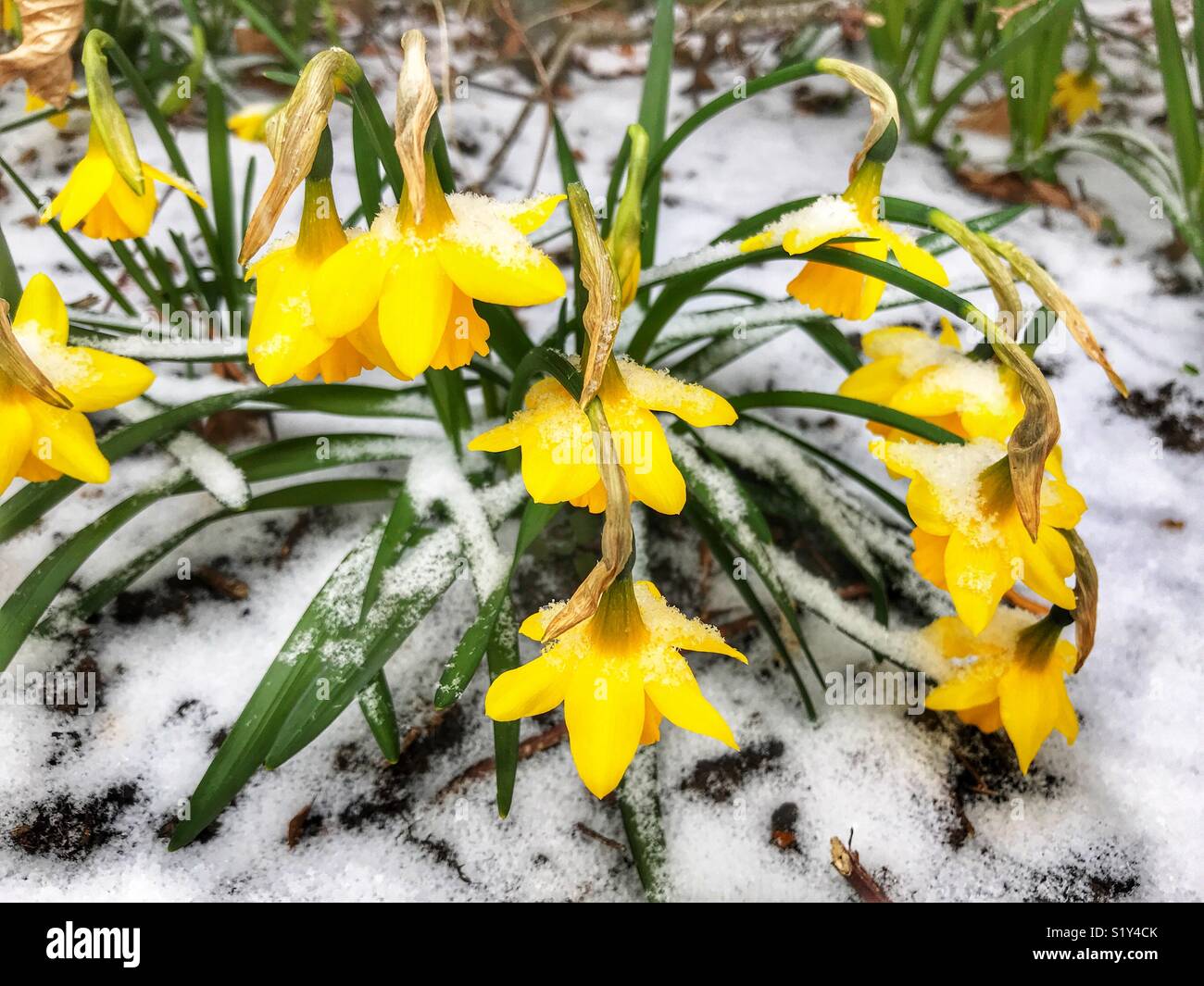 Daffodils in snow during a blizzard, March 2018, Storm Emma in Sherborne, Dorset, England - Smartphone Captured Stock Image
