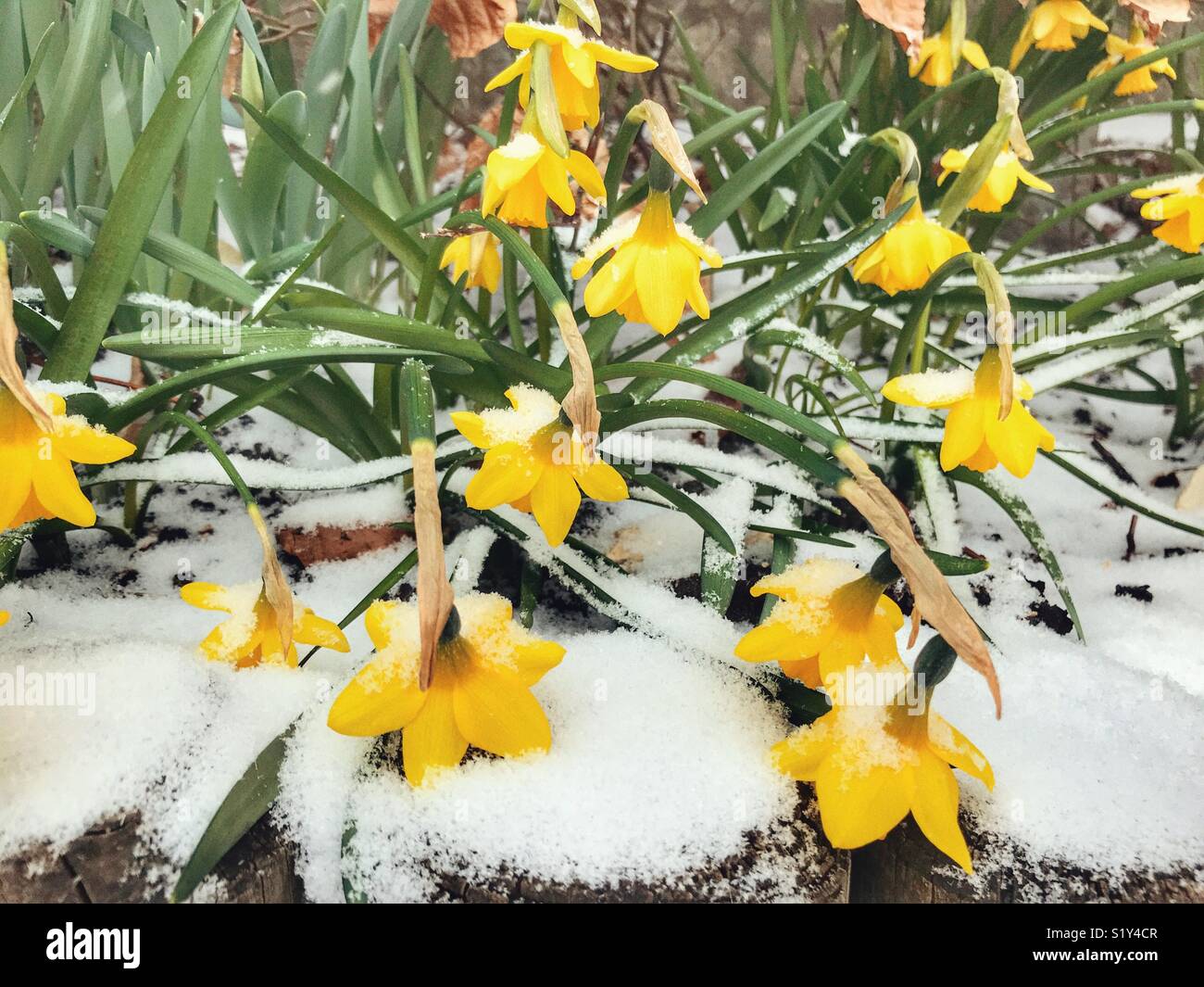 Daffodils in snow during a blizzard, March 2018, Storm Emma in Sherborne, Dorset, England - Smartphone Captured Stock Image