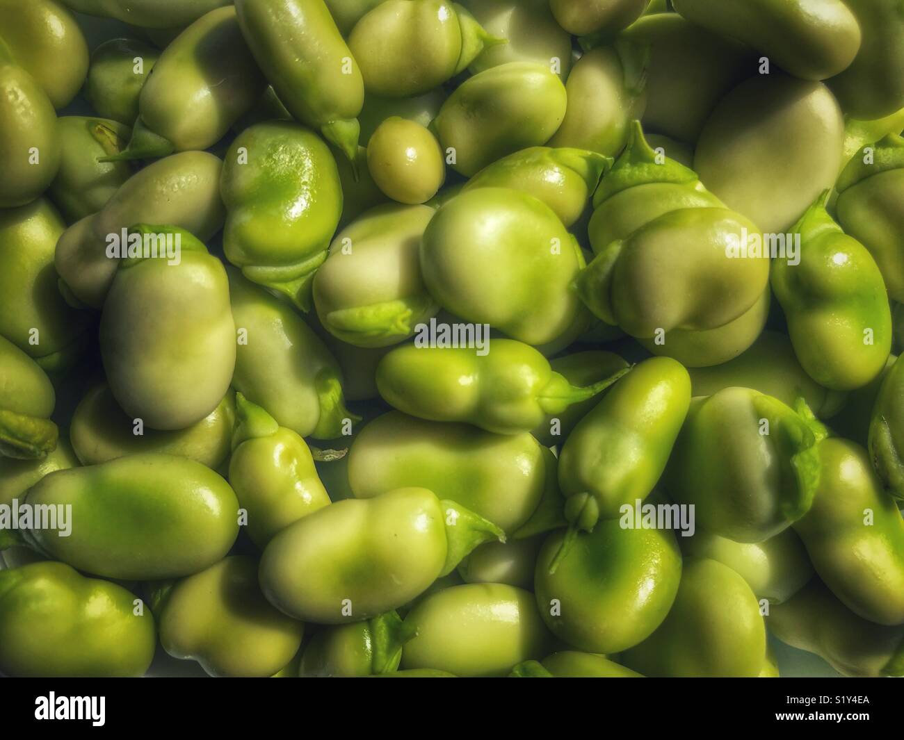 Broad beans, podded Stock Photo Alamy