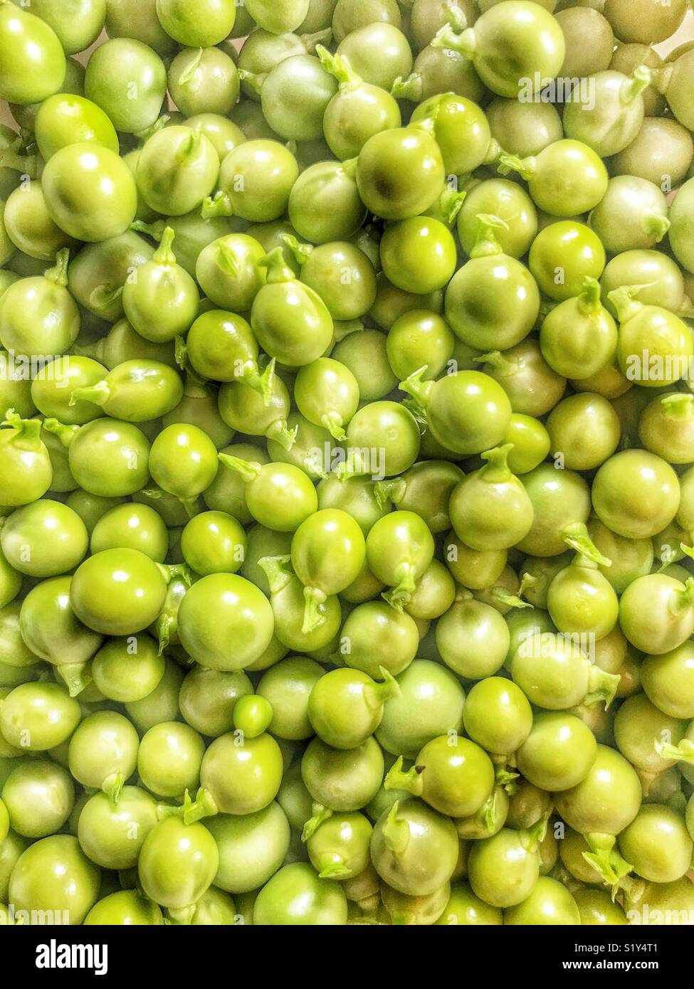 Fresh, green, garden peas Stock Photo - Alamy
