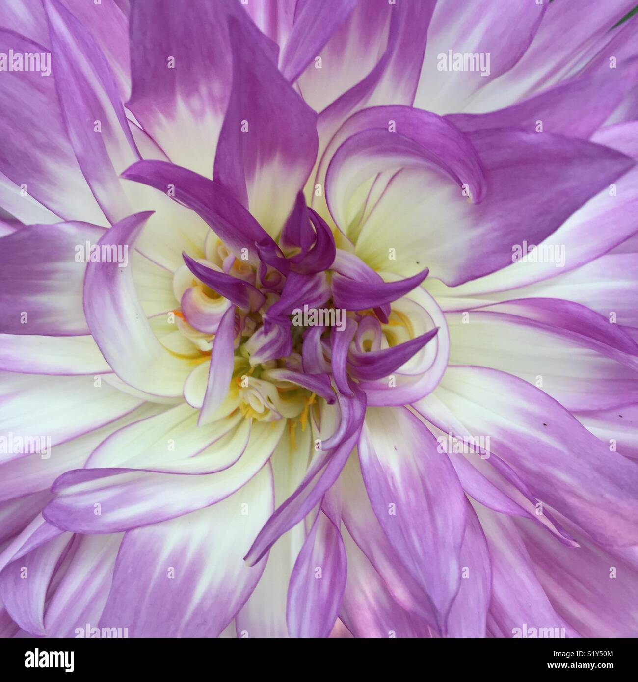 Closed flower petals hires stock photography and images Alamy