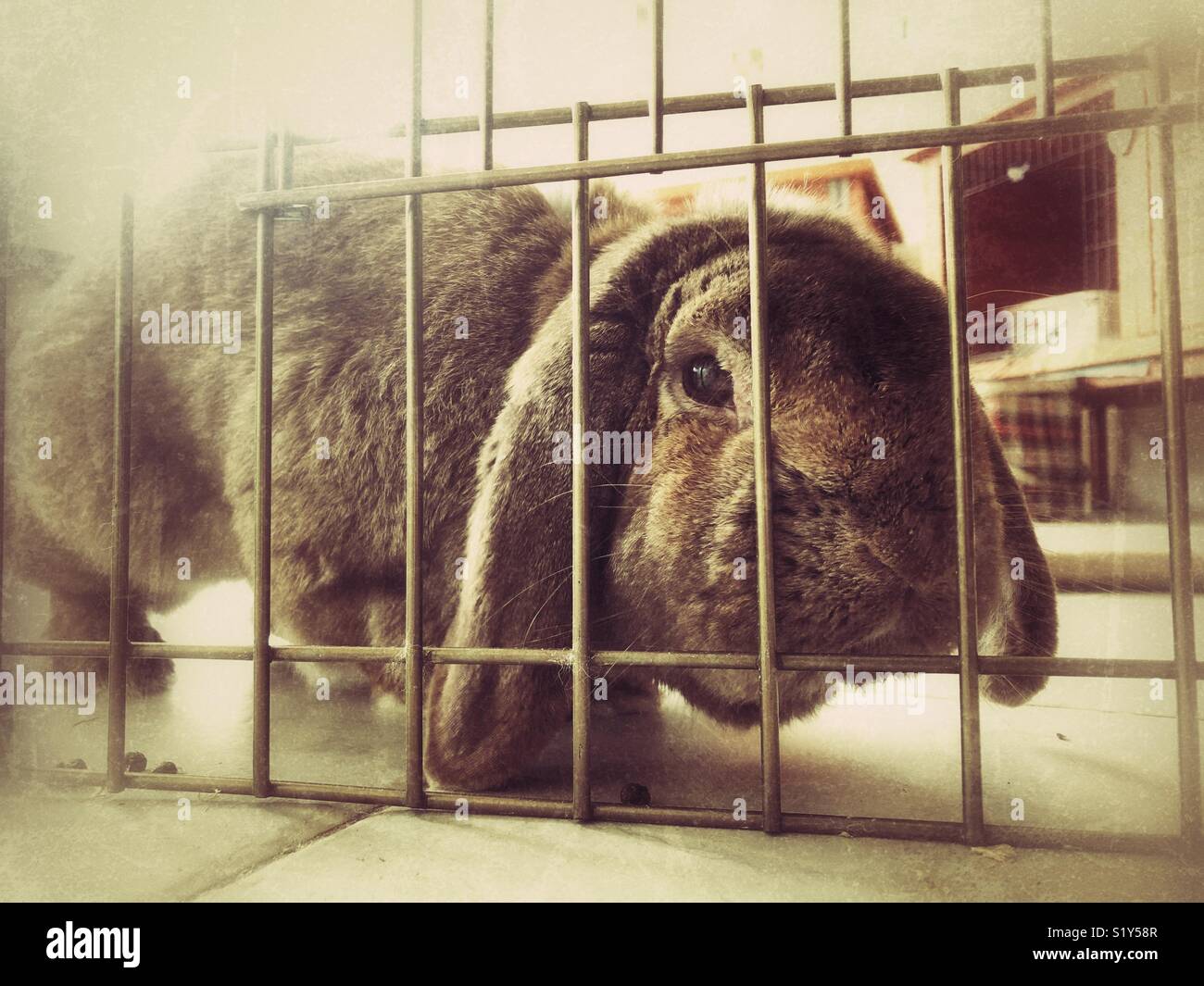 French Lop bunny rabbit looking at camera through cage bars - Smartphone Captured Stock Image