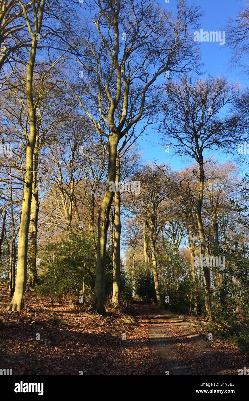 Beech wood Stock Photo