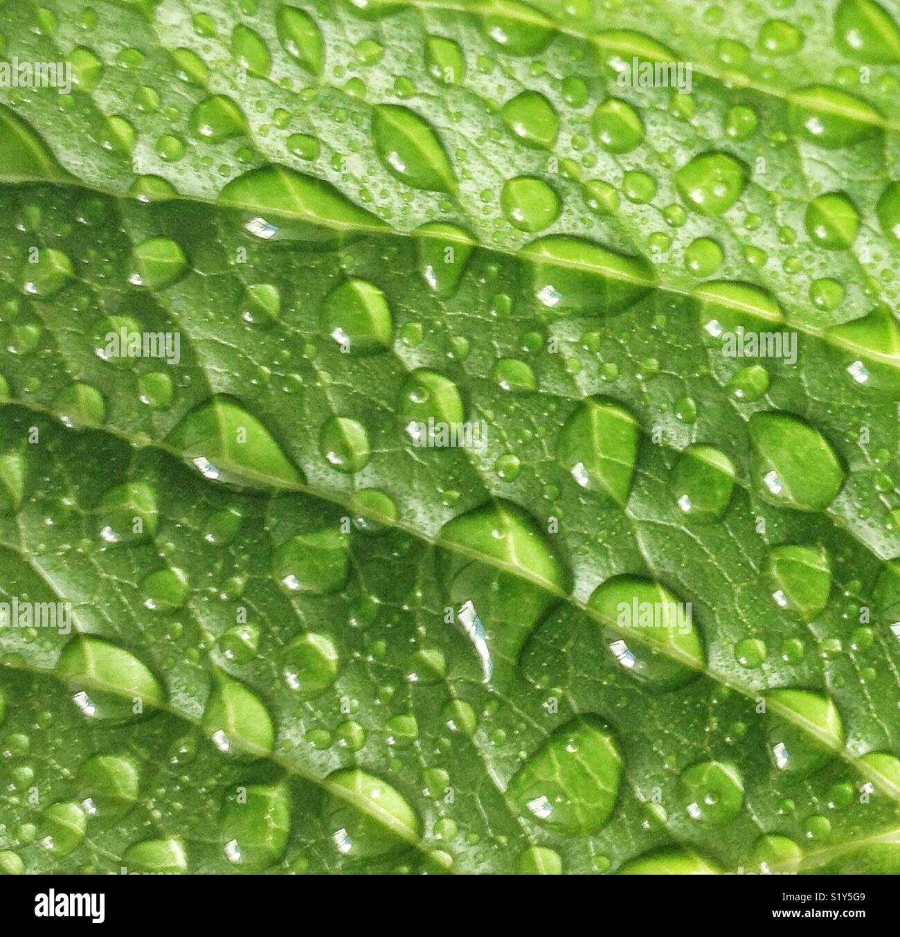 Green leaf with water drops - Smartphone Captured Stock Image