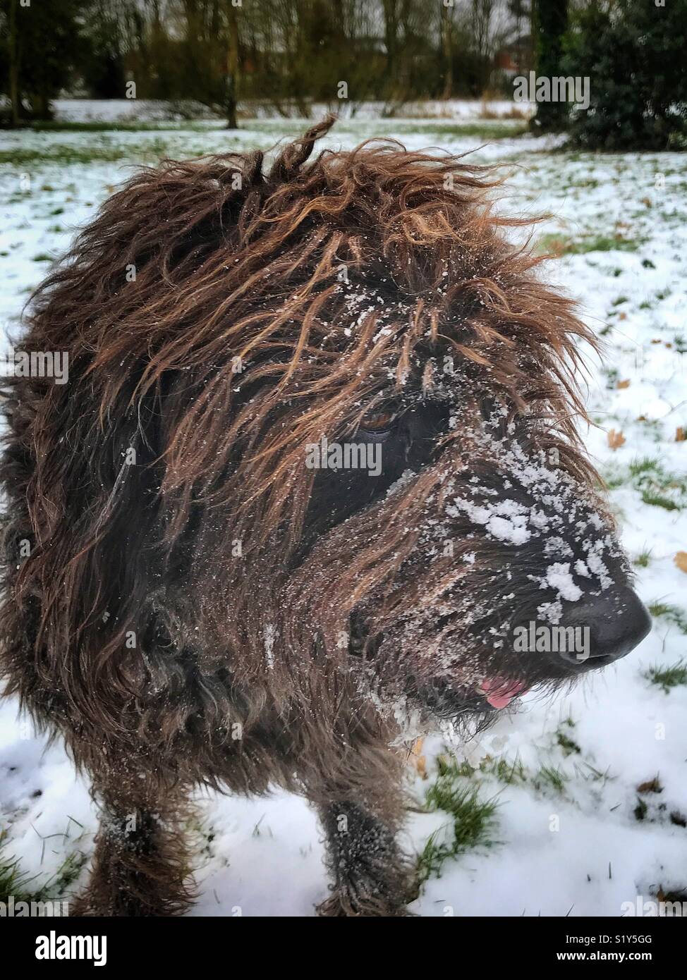 Close up picture of a black Labradoodle dog with snow on its snout standing in a snow covered park during the winter snowfall of February 2018 - Smartphone Captured Stock Image