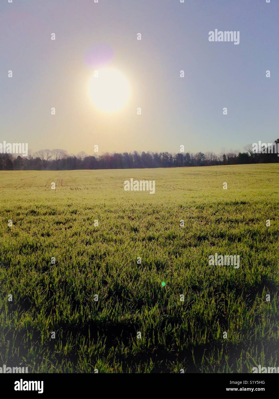 Fuzzy sun shines over green barley field in early March, North Carolina - Smartphone Captured Stock Image