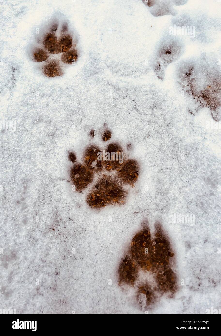 Dog paw prints in snow Stock Photo Alamy