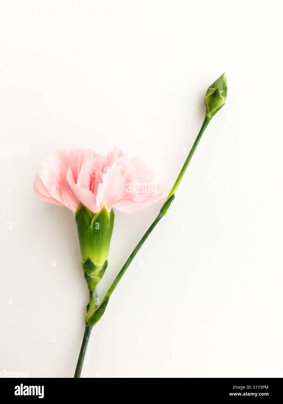 https://c8.alamy.com/comp/S1Y5PM/a-carnation-flower-with-bud-S1Y5PM.jpg