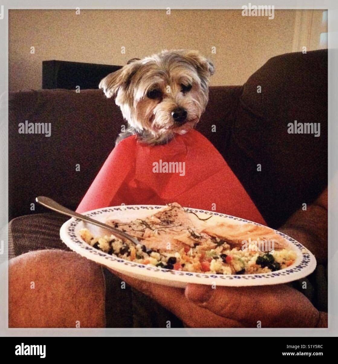 Dog human food dish hi res stock photography and images Alamy
