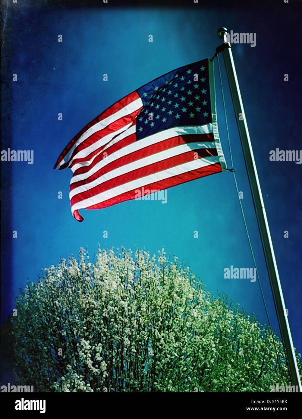 U.S. flag flies against brilliant blue sky and above flowering spring tree. Stock Photo