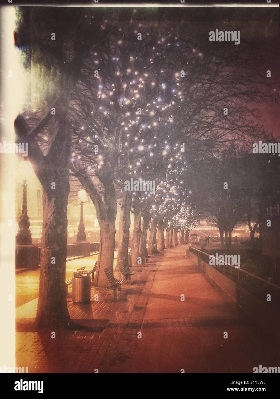 A tree lined walkway in London - Smartphone Captured Stock Image