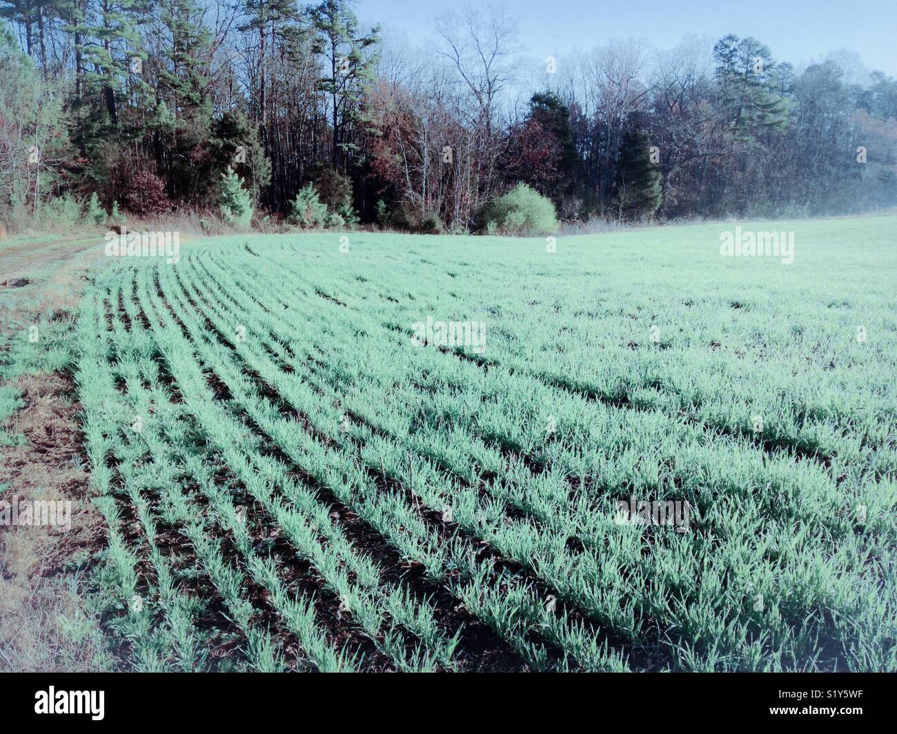 Muted green rows of barley in March, North Carolina Stock Photo