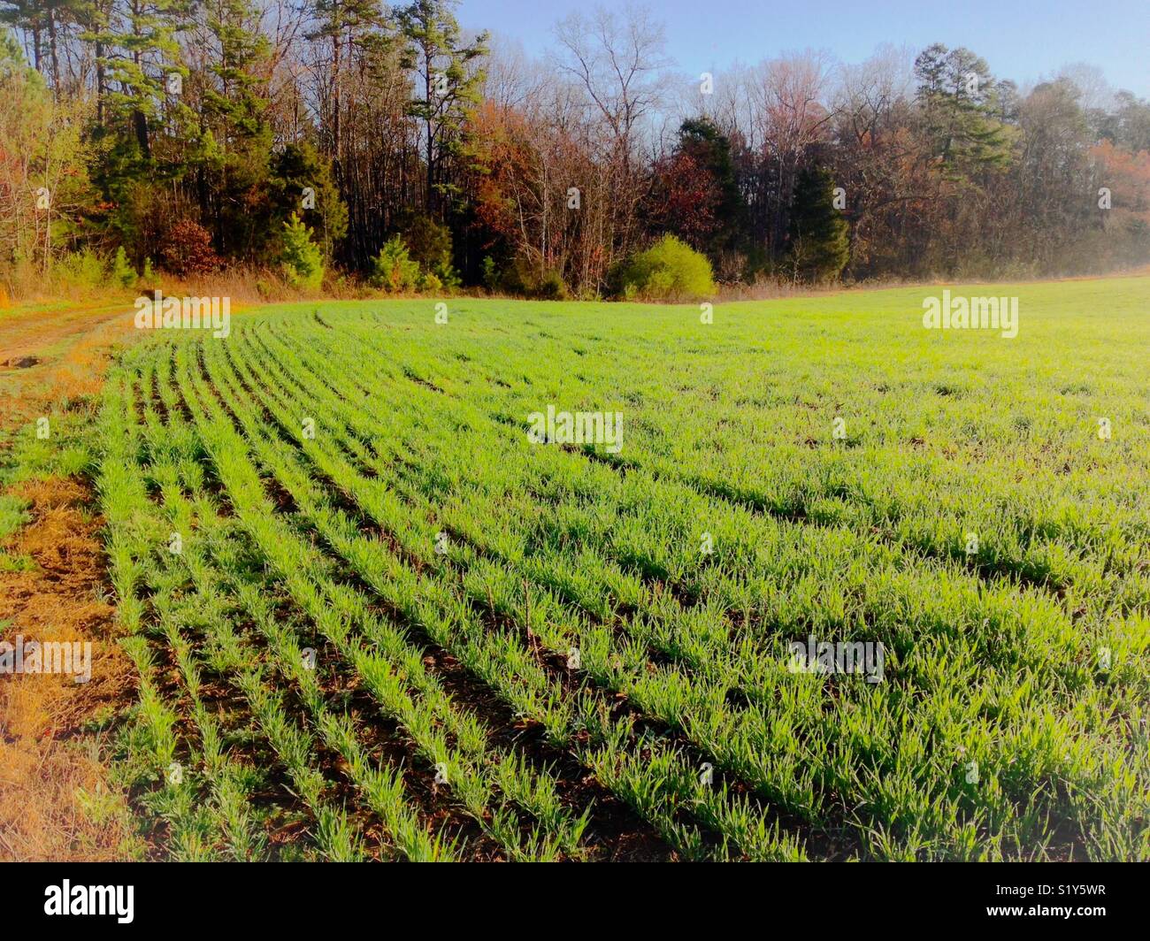 Spring green barley rows in March, North Carolina - Smartphone Captured Stock Image