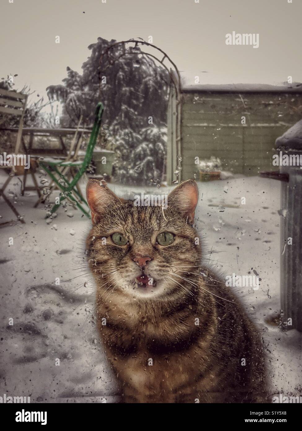 Cat waiting outside window Stock Photo Alamy