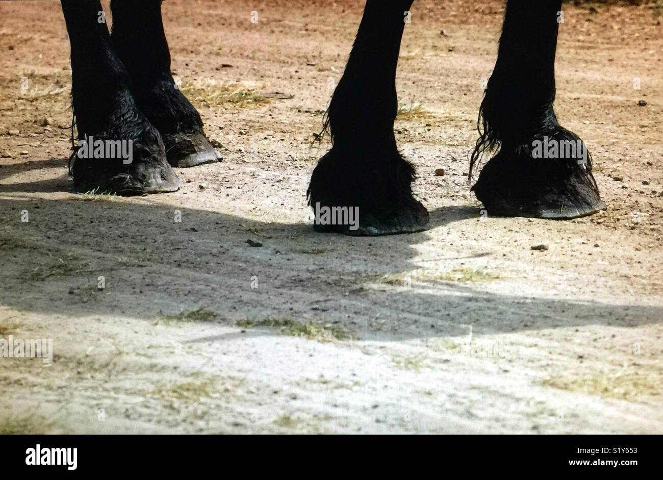 Food feet - Smartphone Captured Stock Image