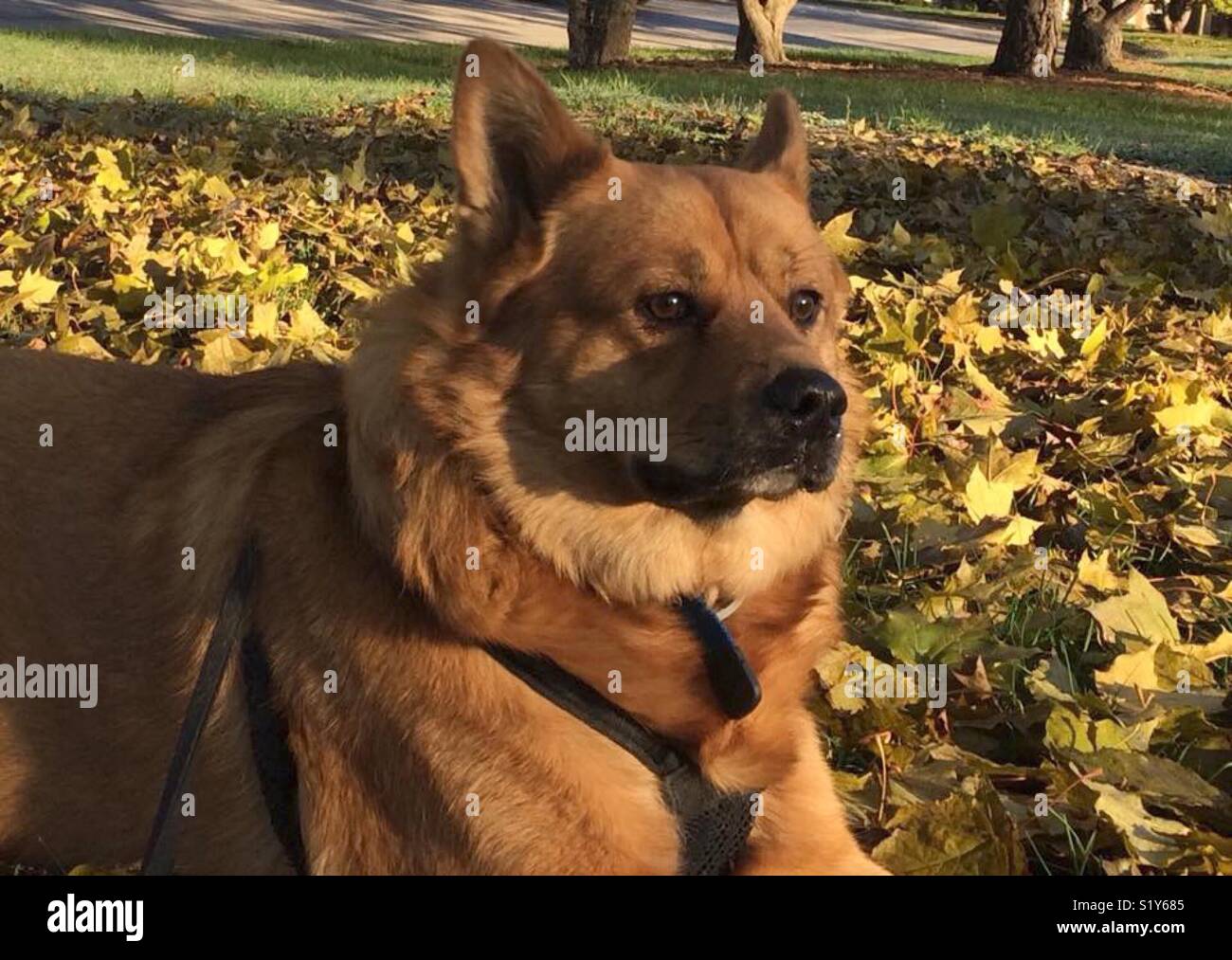 chow chow shepherd mix puppy