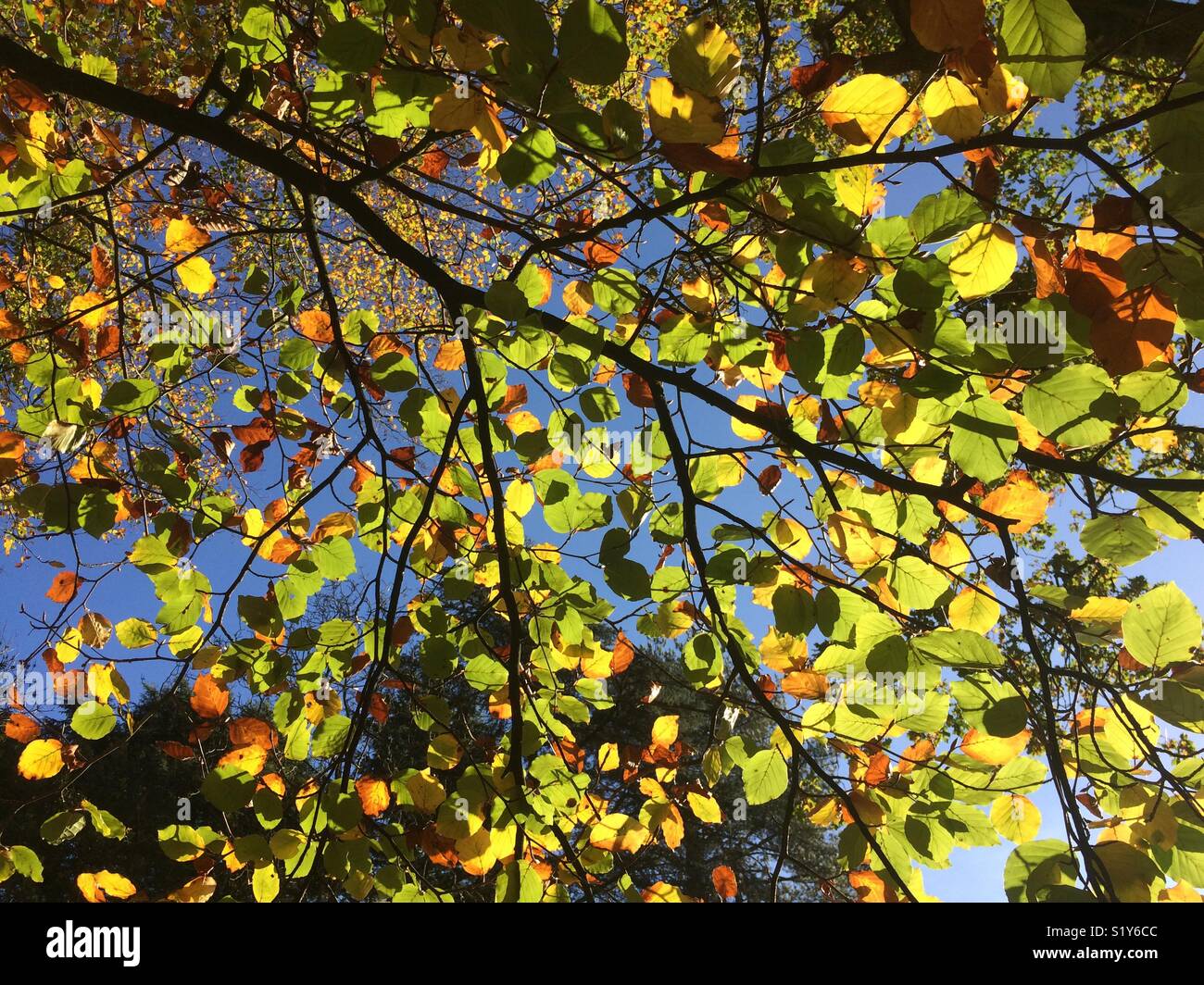 Canopy Of Leaves On An Autumns Day Southwest England Stock Photo Alamy