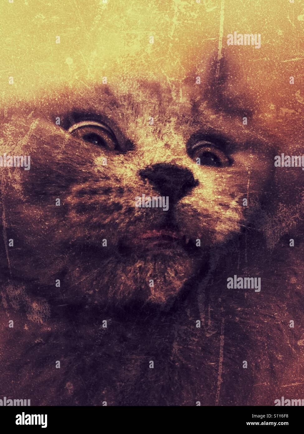 Cat portrait with eyes over opened - Smartphone Captured Stock Image