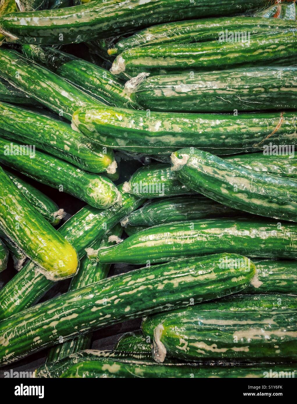 Full frame image of plastic wrapped English cucumbers for sale in the
