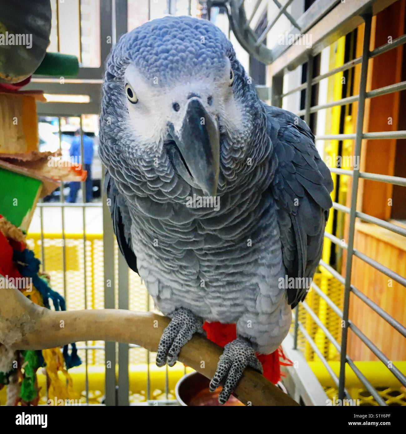 African grey 2024 parrot cage