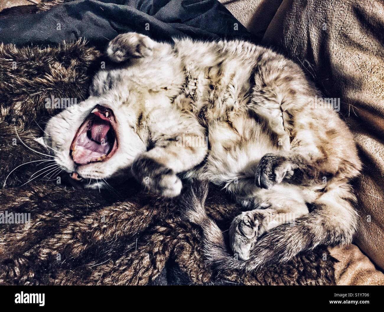 Cat upside down and yawning - Smartphone Captured Stock Image