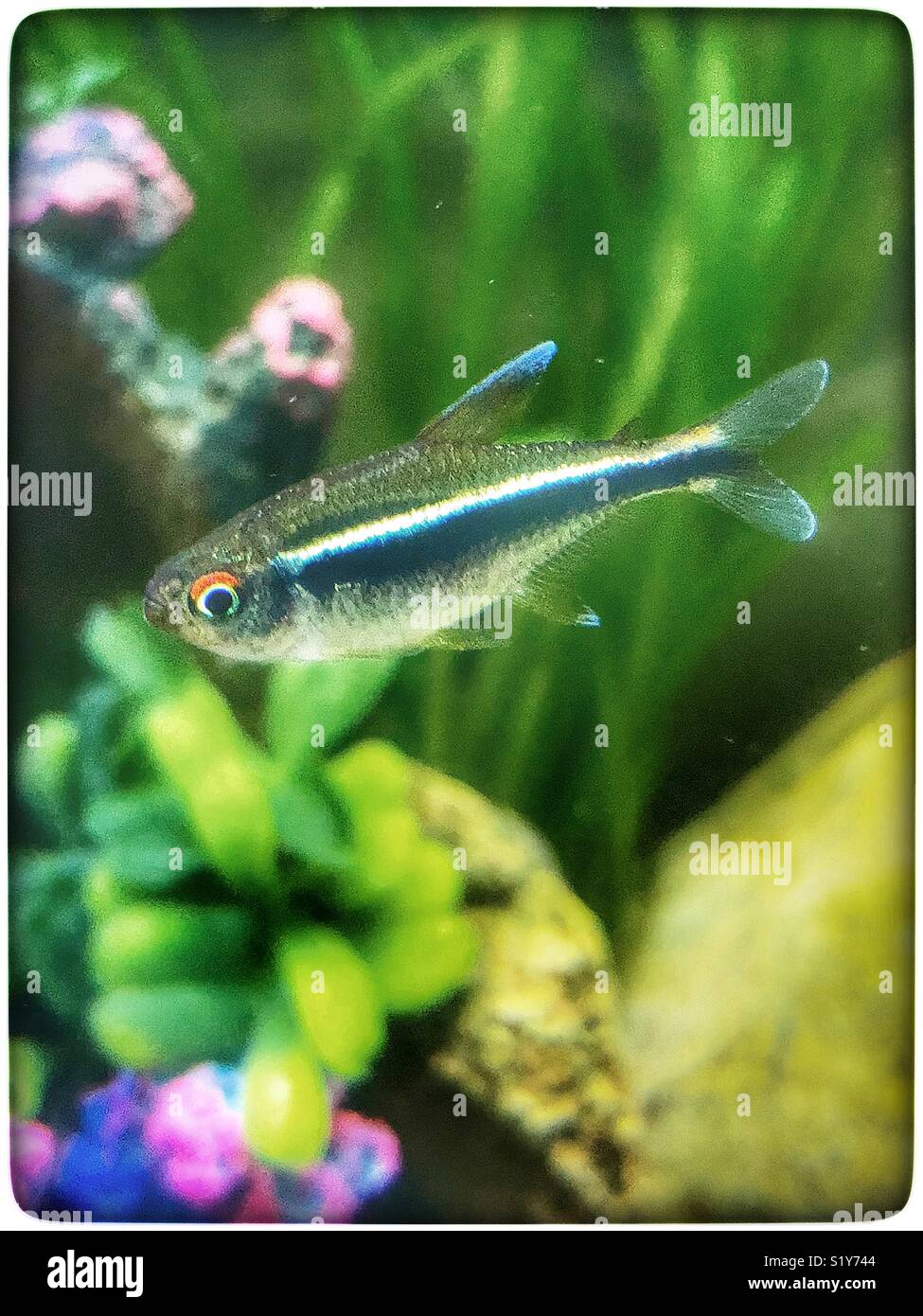 black neon tetra tropical